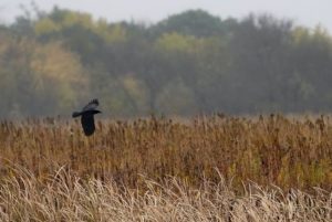 A crow glides above the restored grasslands that used to be farmland in Hastings, Minn.
